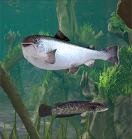 3d Fishing15