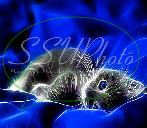 Bluekitten