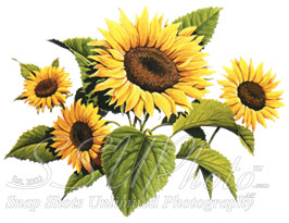 sunflower
