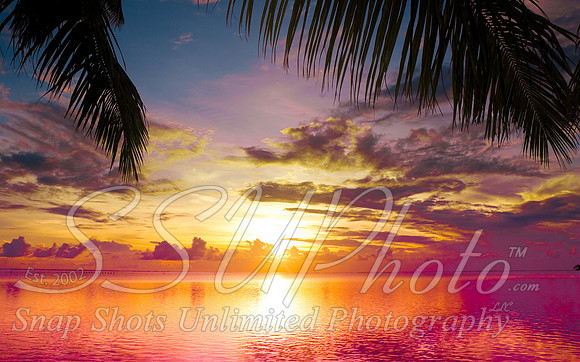 Tropical8