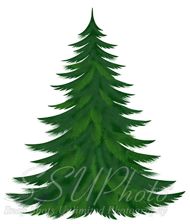 Transparent_Pine_Tree_PNG_Picture