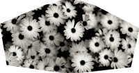 blackdaisy