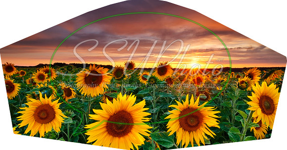 Sunflowers003