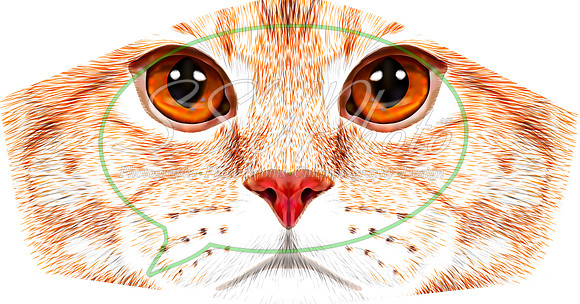 Catface002