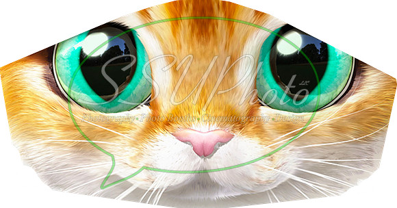 Catface001