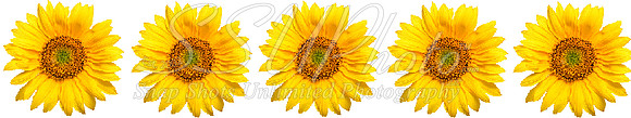 sunflowers