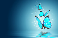 butterfly2