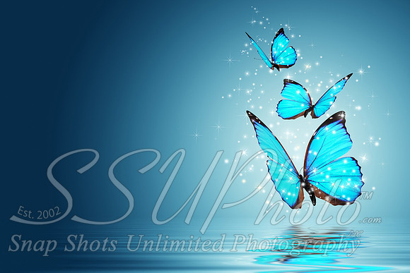 butterfly2