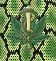 Cannabis