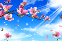butterfly9