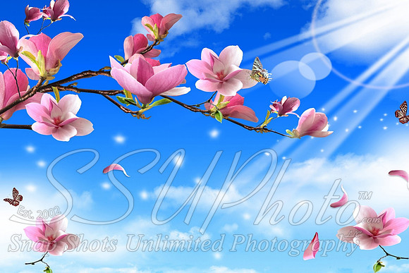 butterfly9