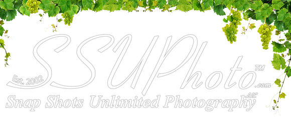 grape-vines