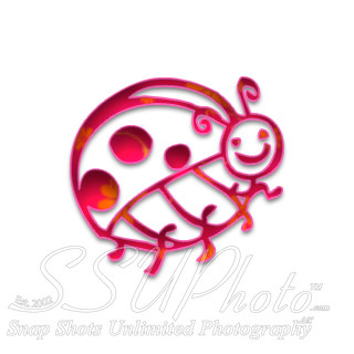 ladybug2