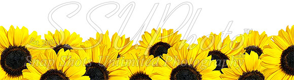 sunflowers (1)