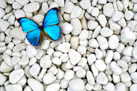 butterfly8