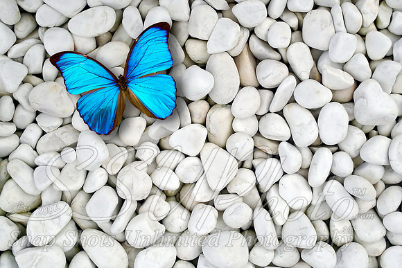 butterfly8