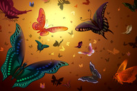 butterfly3