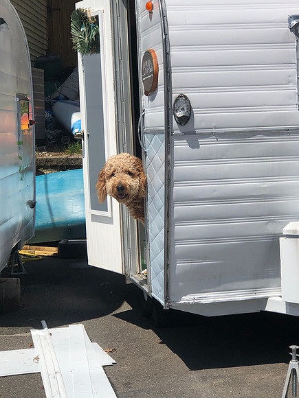 Day 37  Chewie trying to give me a hand April 26, 2020