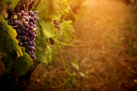 wine9