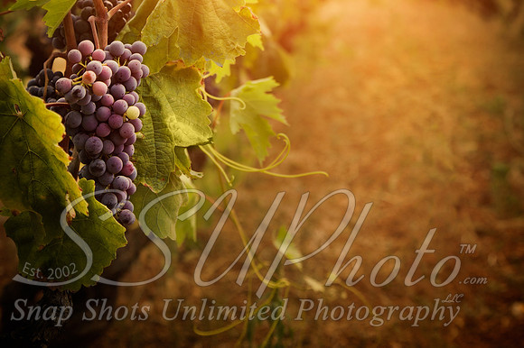wine9