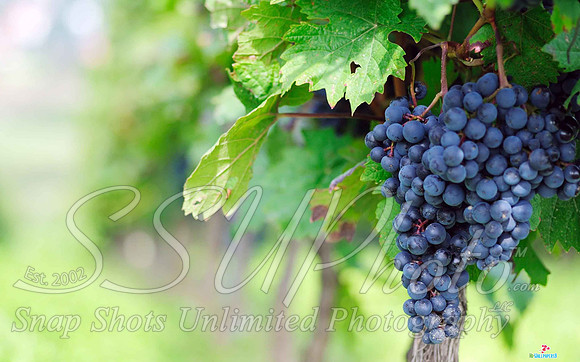 wine18