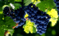 wine12