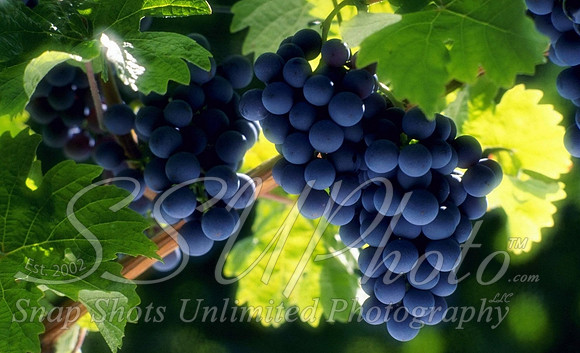 wine12