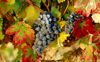 wine14
