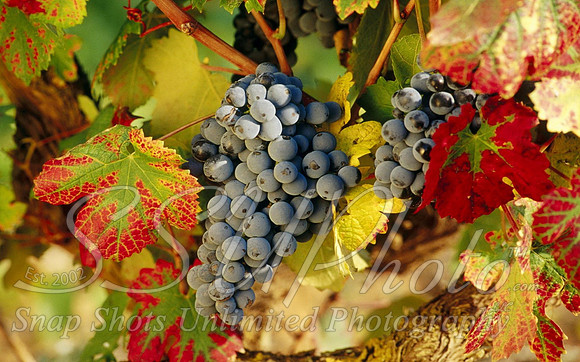 wine14