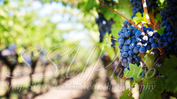 wine10