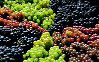 wine13