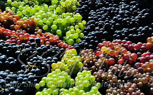 wine13