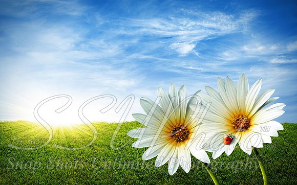 Spring7