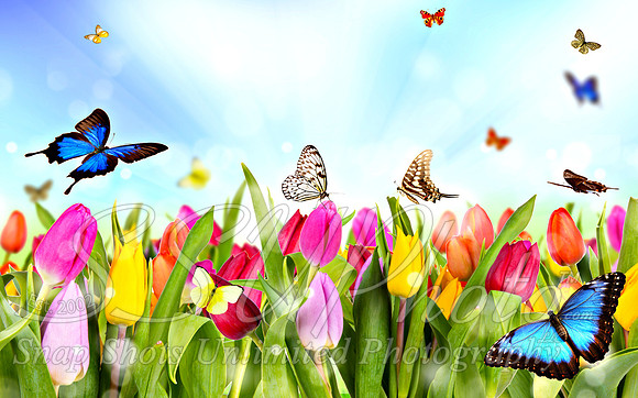 Spring2
