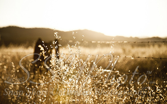 Nature1