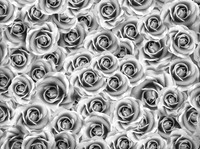 Roses03