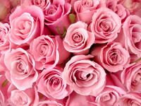 Roses07