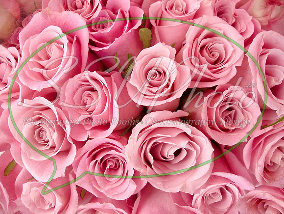 Roses07