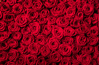 Roses04