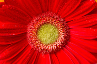 flowers04