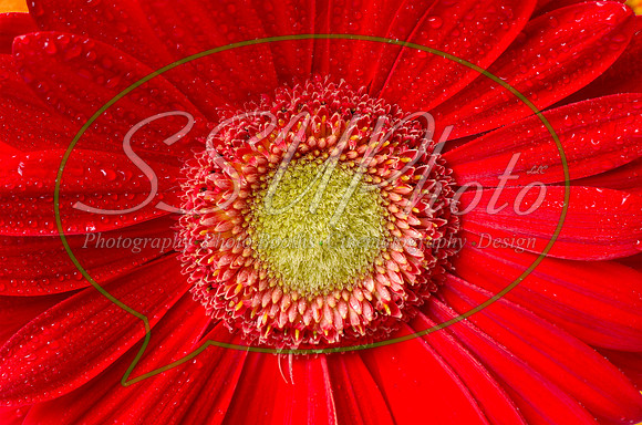 flowers04