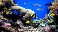 Fish8