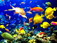 Fish11