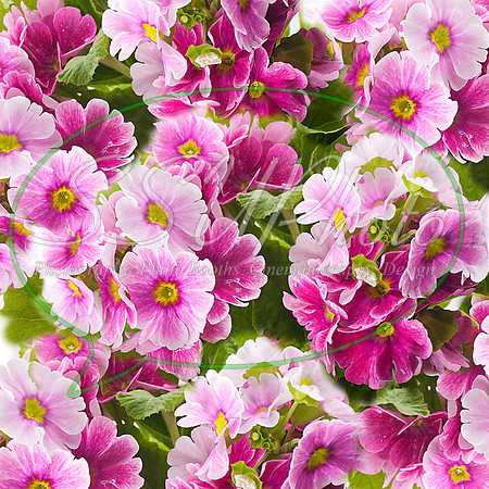 flowers01