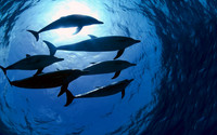 Fish3