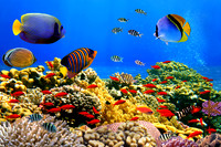Fish7