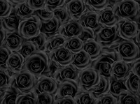 Roses02