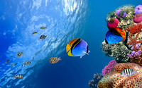 Fish9