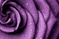 Roses08