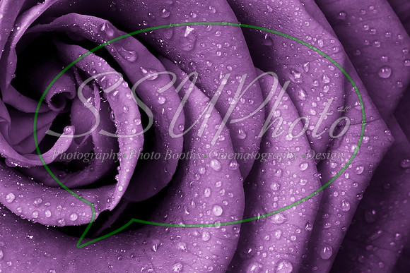 Roses08